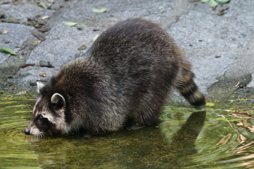 Raccoons in the Pond - Keeping pond predators away from your fish!