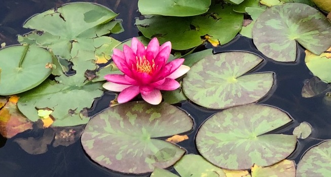 Pink flower in outdoor water features
