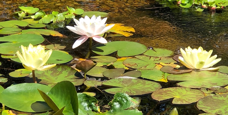 Flowers in outdoor water features