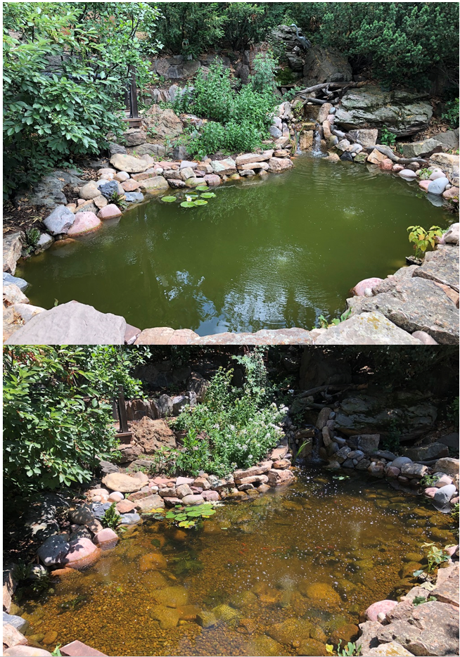 koi pond backyard water feature