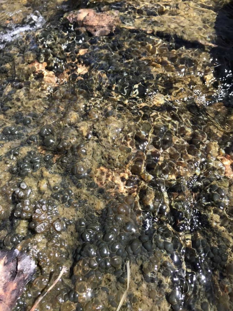 Algae in outdoor water features