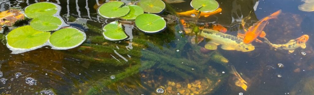koi pond algae on lily pad stems