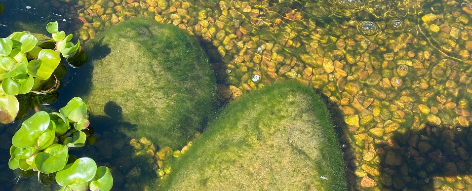 Koi pond algae