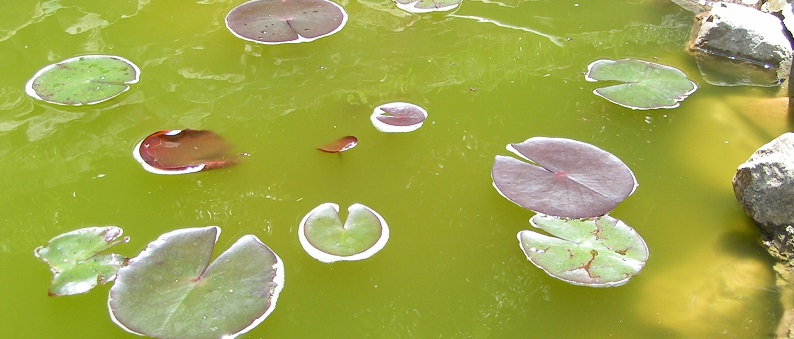 Koi pond algae