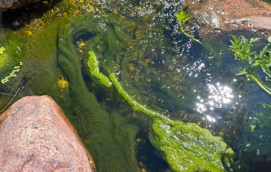 koi pond algae