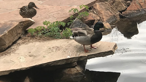 Photo of Two Ducks at Colorado Backyard Pond