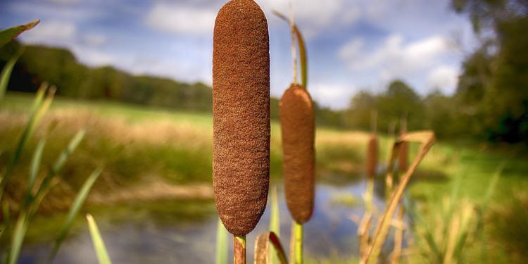 Cattails in the pond