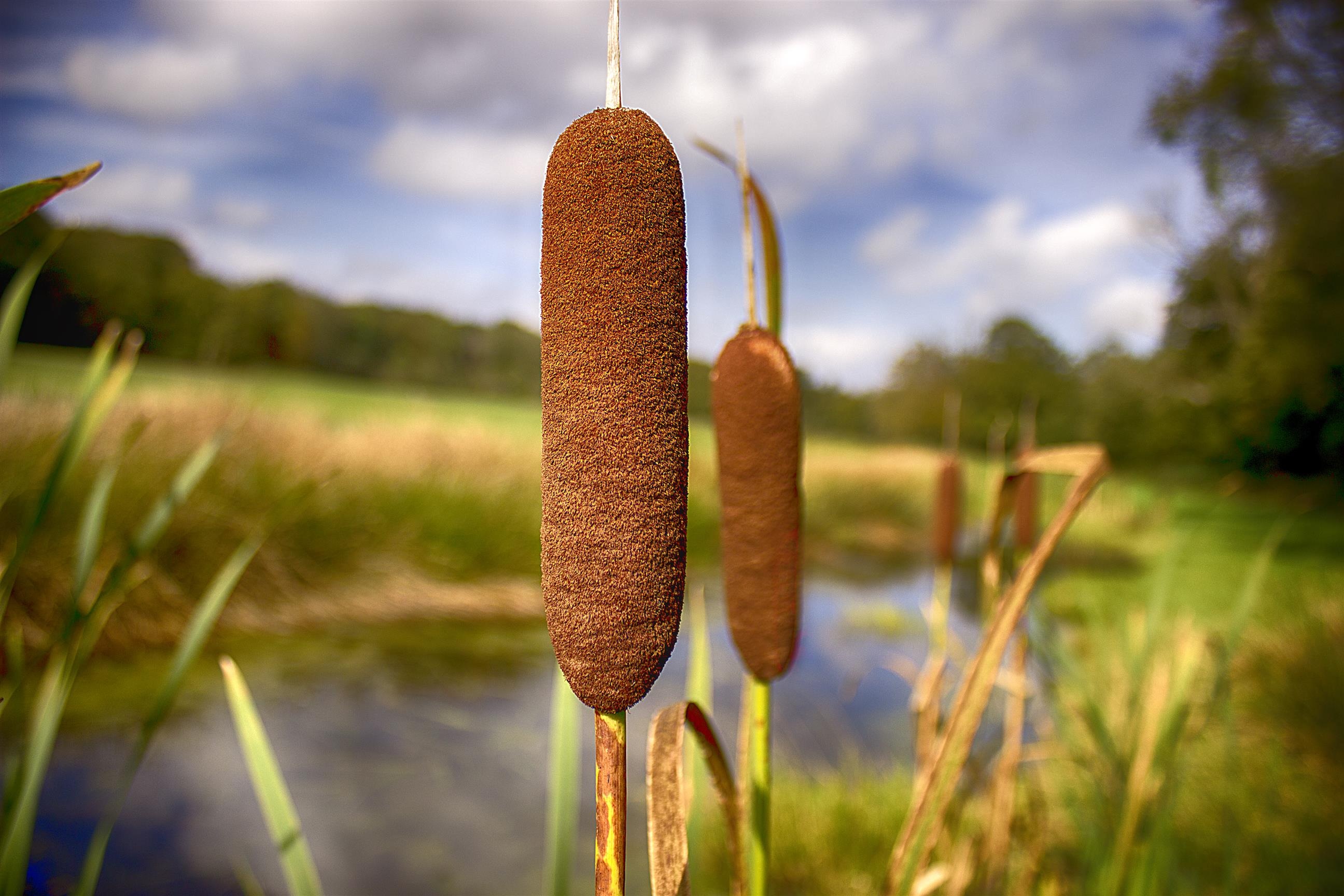 cattail plant