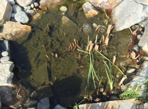 pond cleanout