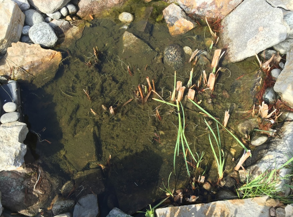 Life in outdoor water features