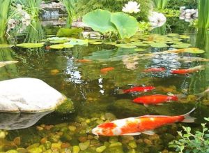 koi and Goldfish in the same pond