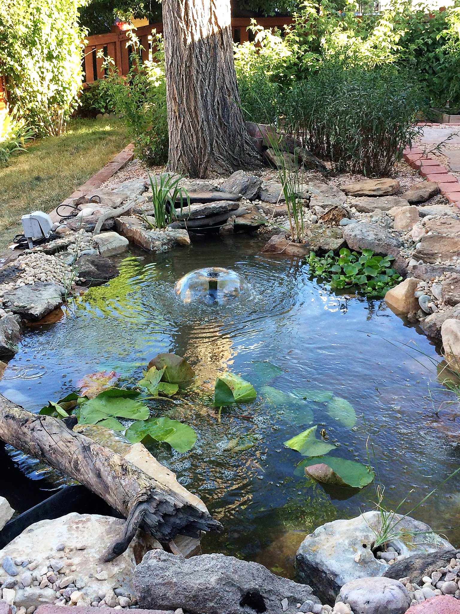 Ponds 101 - Pond information: Need to know more about your pond?