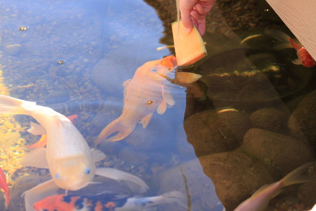 Koi fish eating clearance watermelon