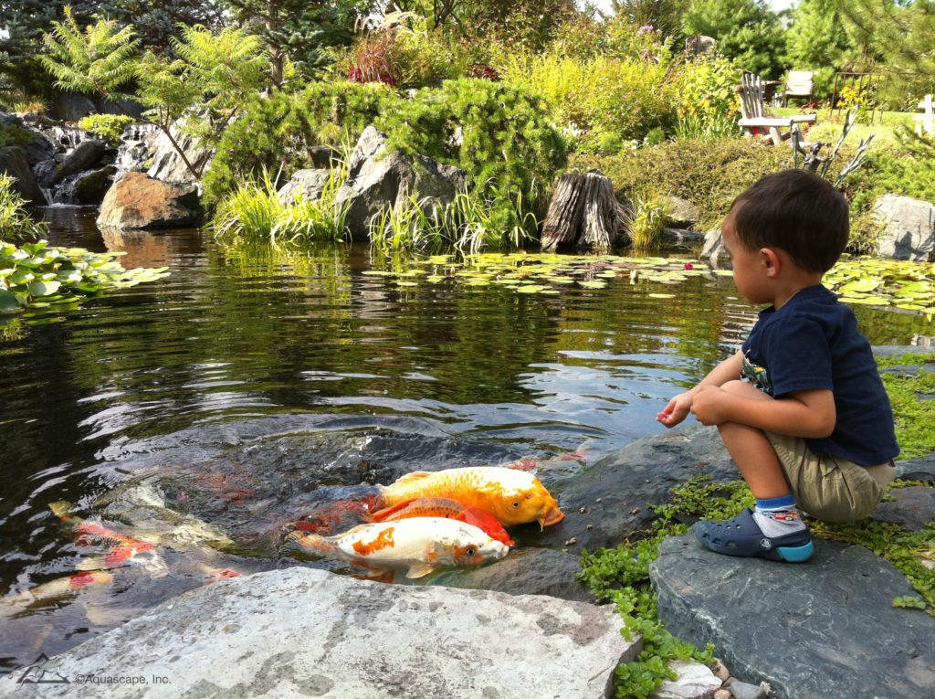 Getting fish to come at feeding time