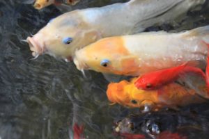Difference between goldfish and koi