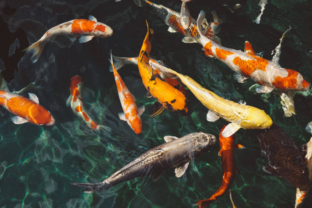 How many Fish Can I Have in my Pond? - Koi or Goldfish?