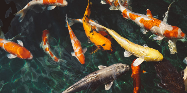 How Much Do Koi Fish Cost? - The Backyard Pond Blog