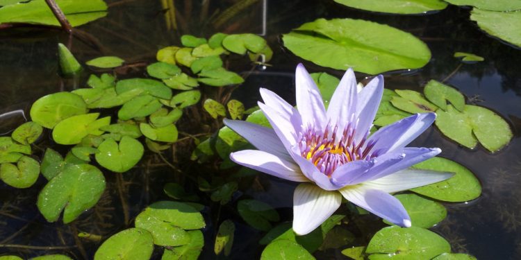 Water lilies