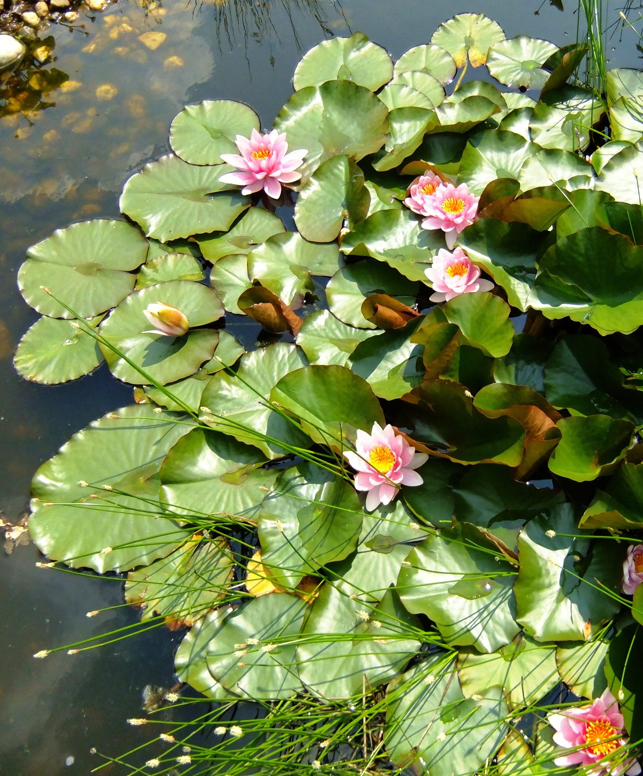 Pink lilly pads Aquatic Pond Plants