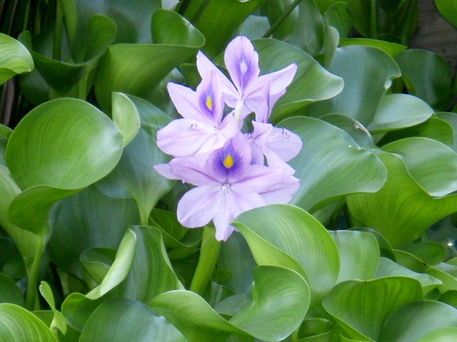 The Benefits of Floating Pond Plants