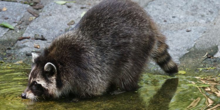 Racoon in pond