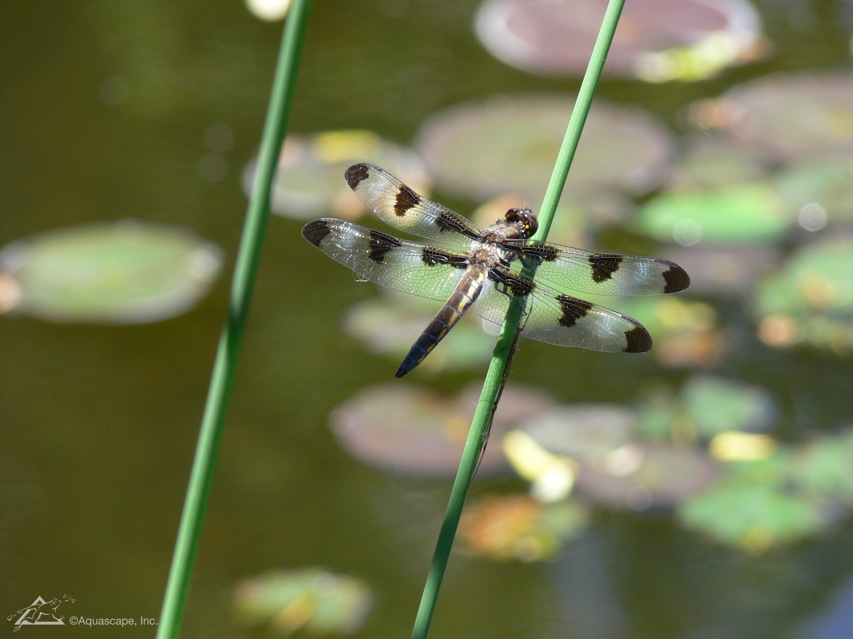 Dragonflies at my Pond