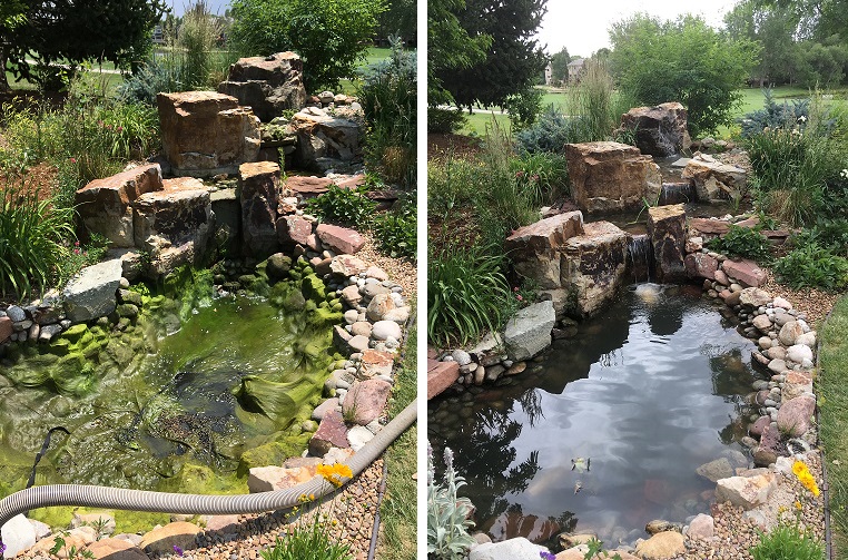 get the pond clean!
