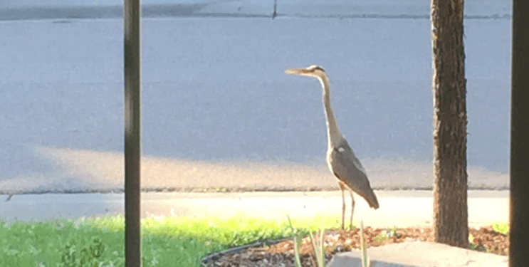 Animals in outdoor water features