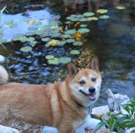 Dog at pond