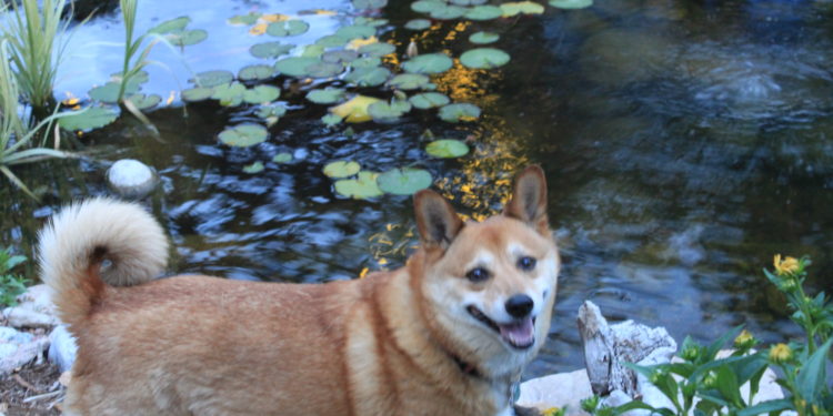 Dog at pond