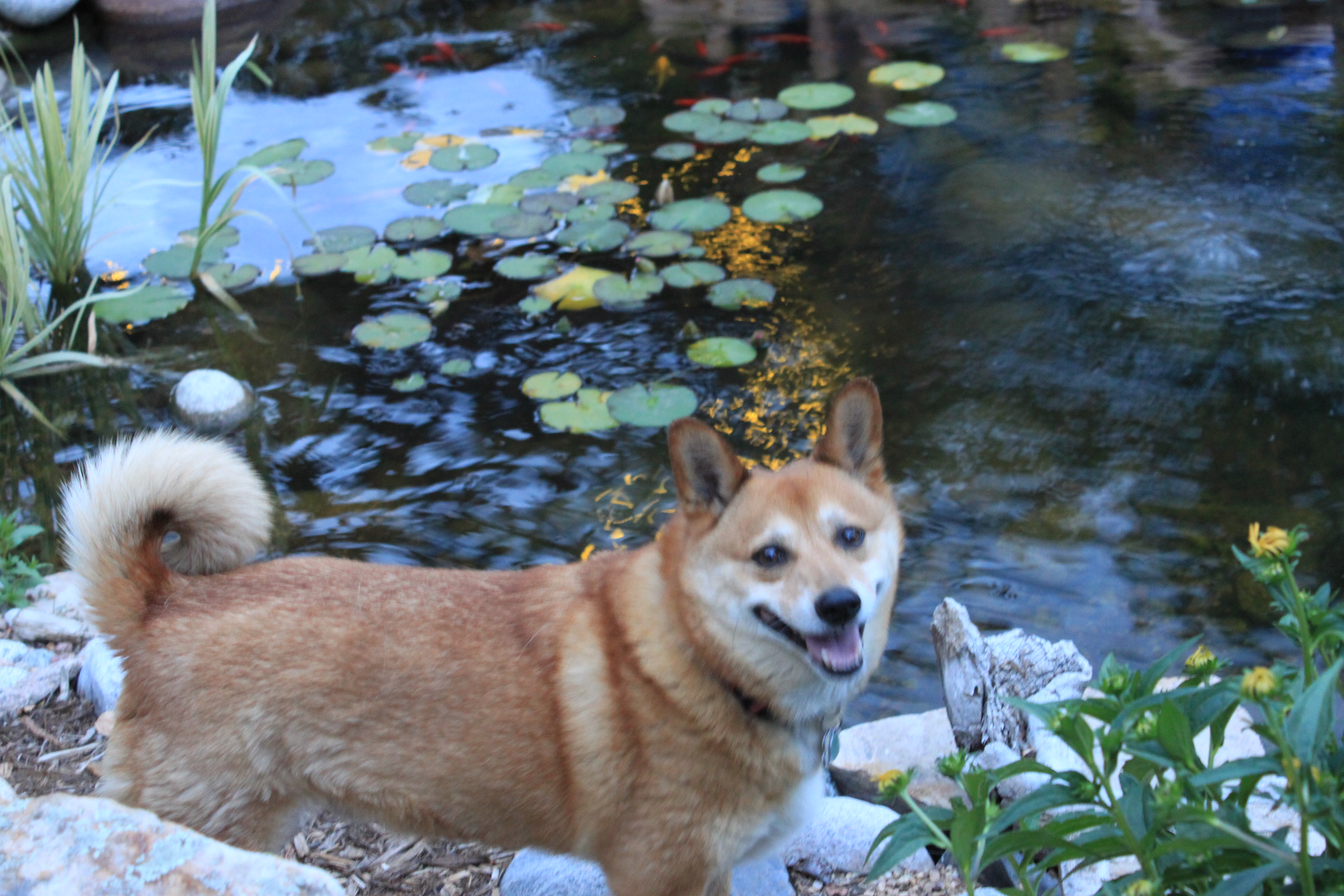 Dog at pond