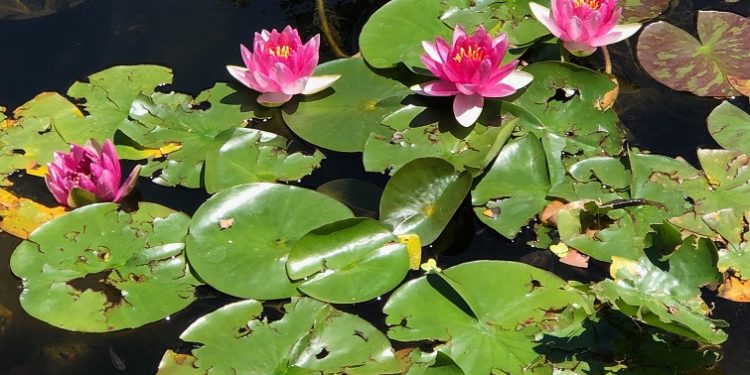 Hail damaged lily pads