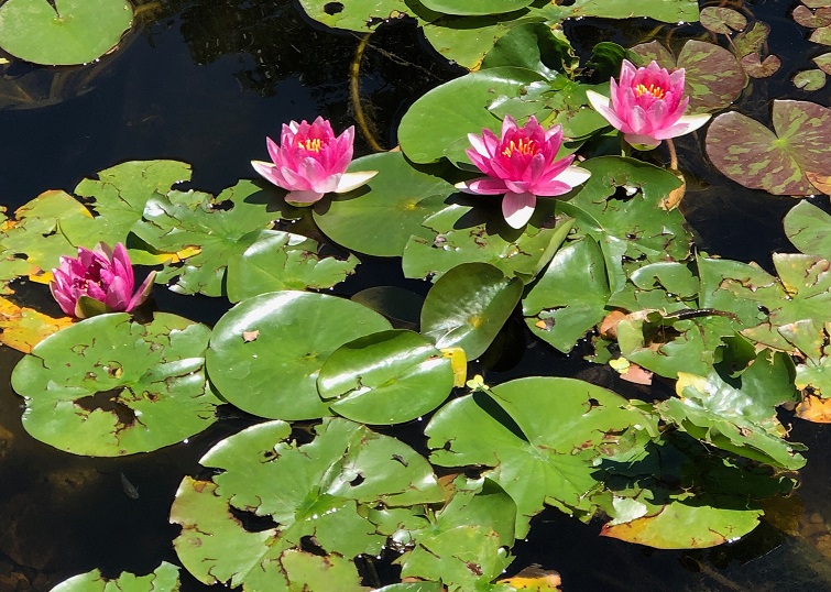 Hail damaged lily pads