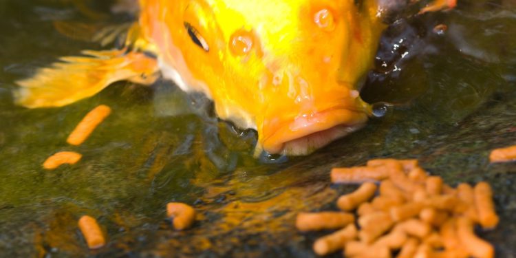 Feeding goldfish shop in a pond