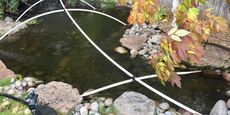 backyard water feature