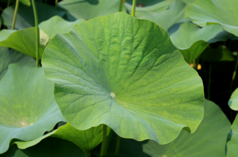 Lotus - 11 Things to Know | Colorado Pond Pros