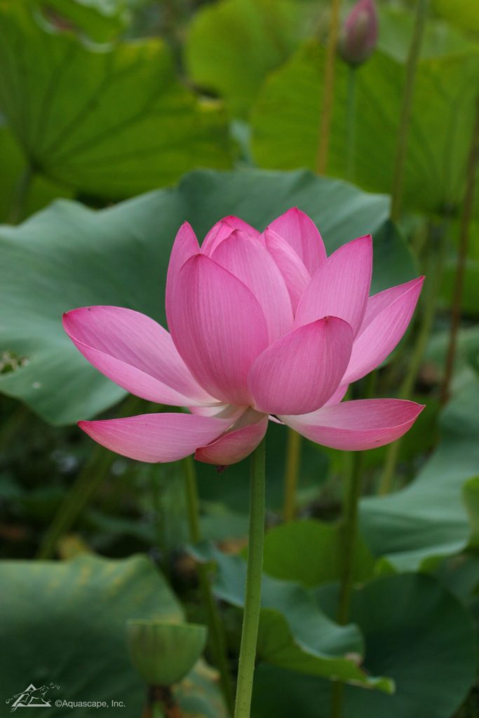 Lotus что это