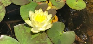 yellow water lilies