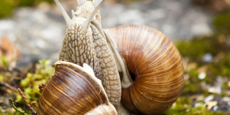 Snails in the pond