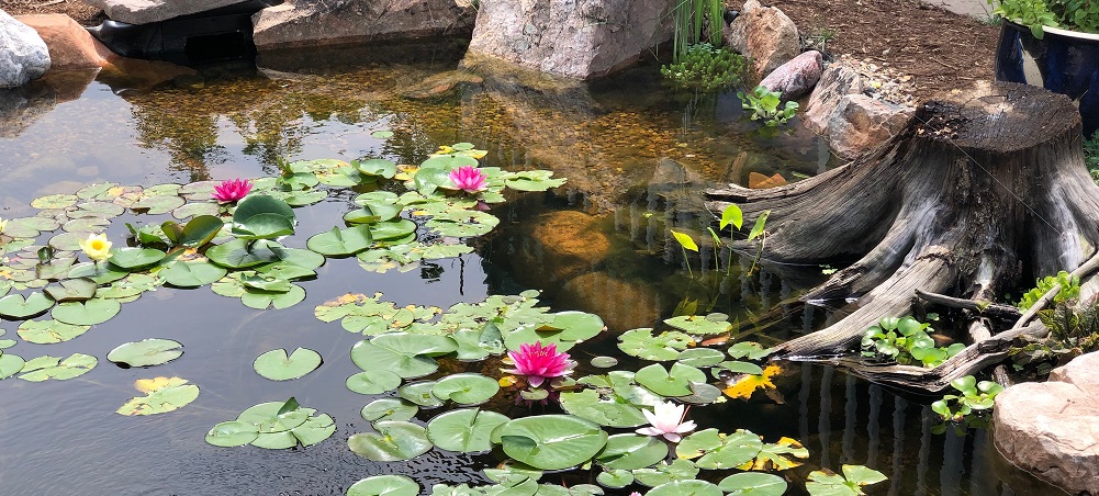 Water lilies - From Fertilizing to re-potting, what you need to know