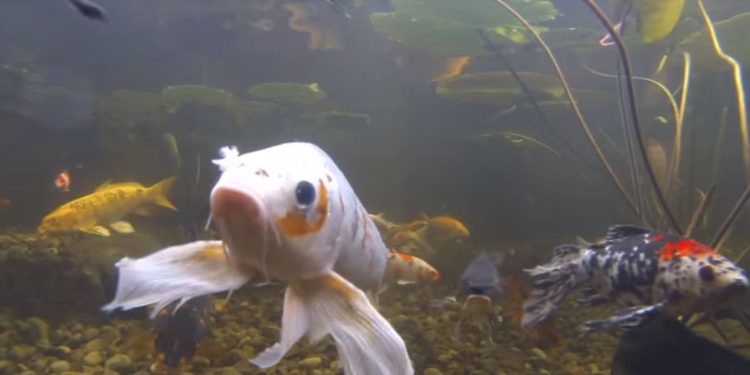 koi pond backyard water feature