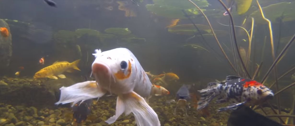 koi pond backyard water feature