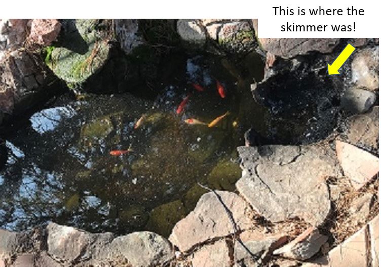 winterizing koi pond