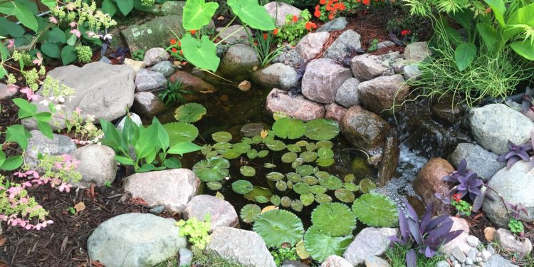 Pond Mainkoi pond backyard water featuretenance