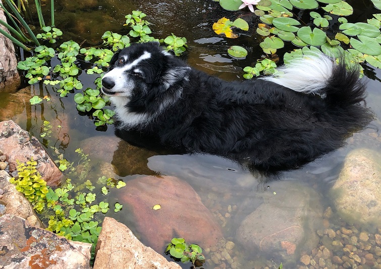 Dog in outdoor water features