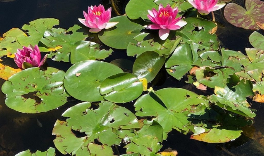 Trimming in outdoor water features