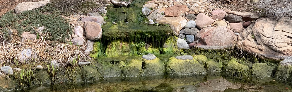 String algae, hair algae, filamentous algae. 