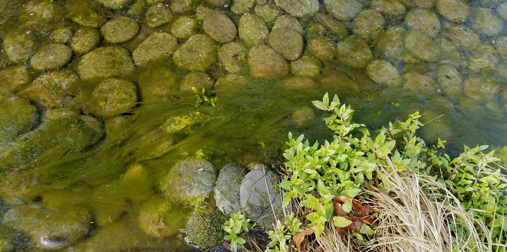 String Algae Creeping Up In Your Pond? | Colorado Pond Pros