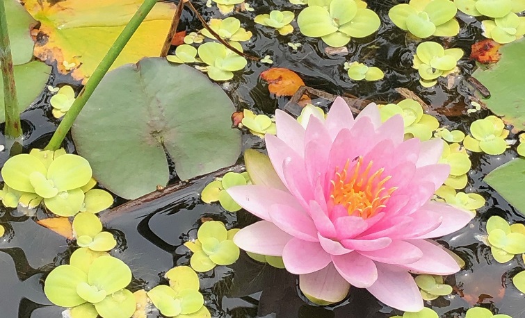 Lily pad flower