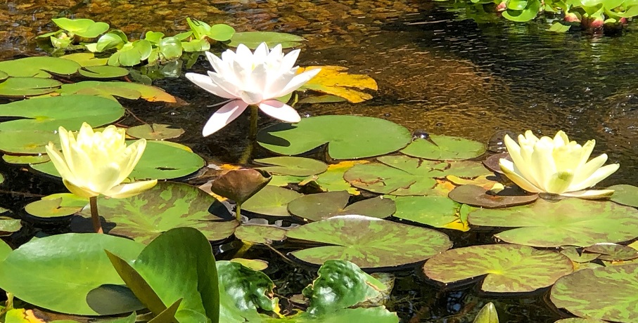 Water Lilies From Fertilizing To Re Potting What You Need To Know